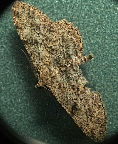 Réf. 334 202 : Peribatodes rhomboidaria